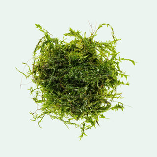 Clump of live Willow Moss for planted aquariums and aquascaping