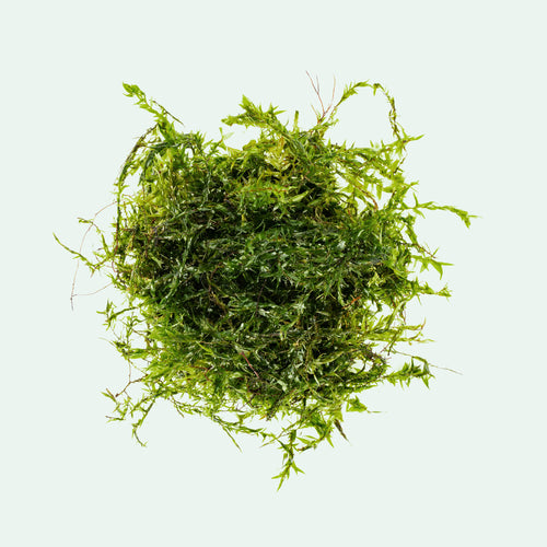 Clump of live Willow Moss for planted aquariums and aquascaping