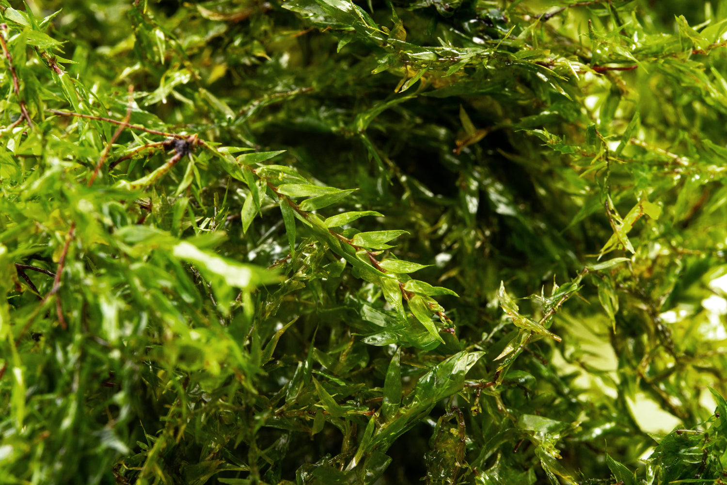 Close-up shot of live aquatic moss for planted tanks