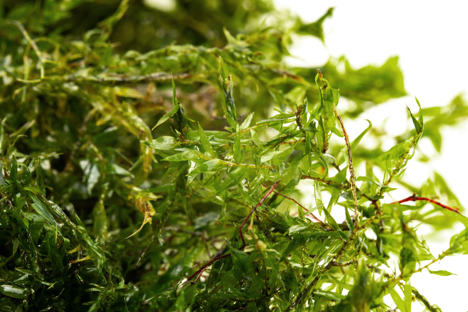 Close-up of Willow Moss fronds and plant structure