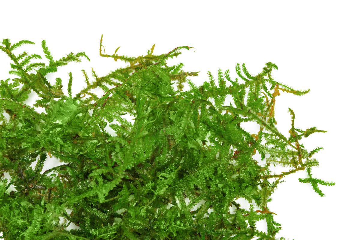Christmas Moss - Glass Aqua