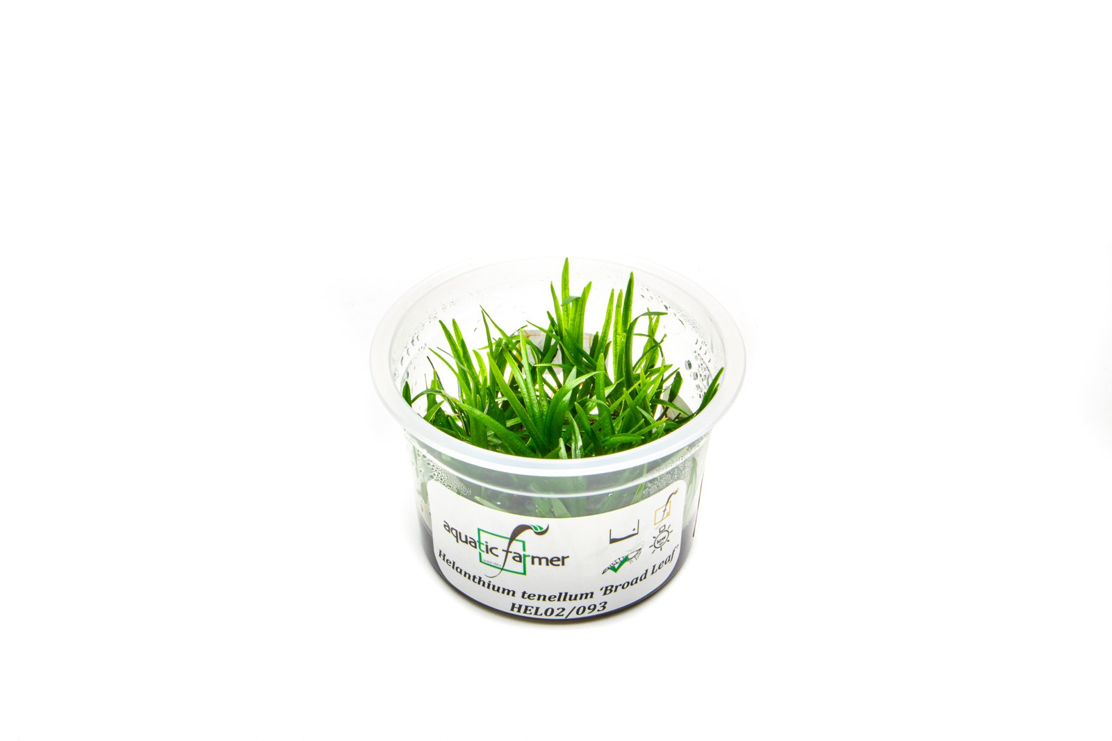 Helanthium Tenellus Broad Leaf | Low Tech Carpet Plant - Glass Aqua