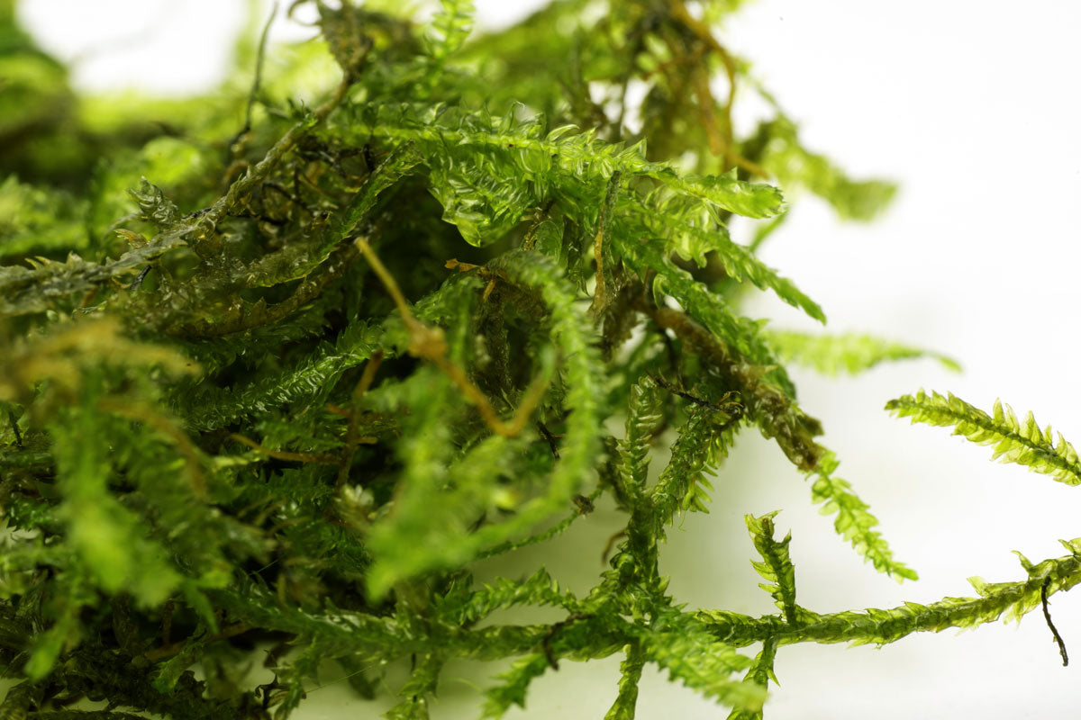 Java Moss Large Mat - Glass Aqua
