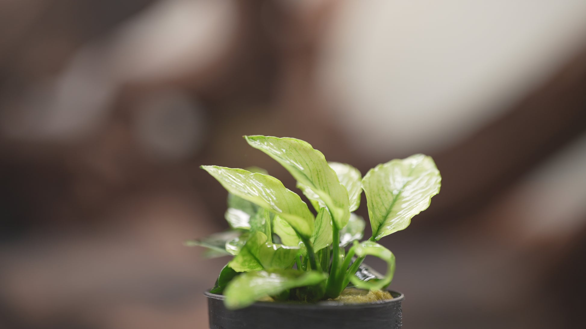 Anubias Nana Pinto