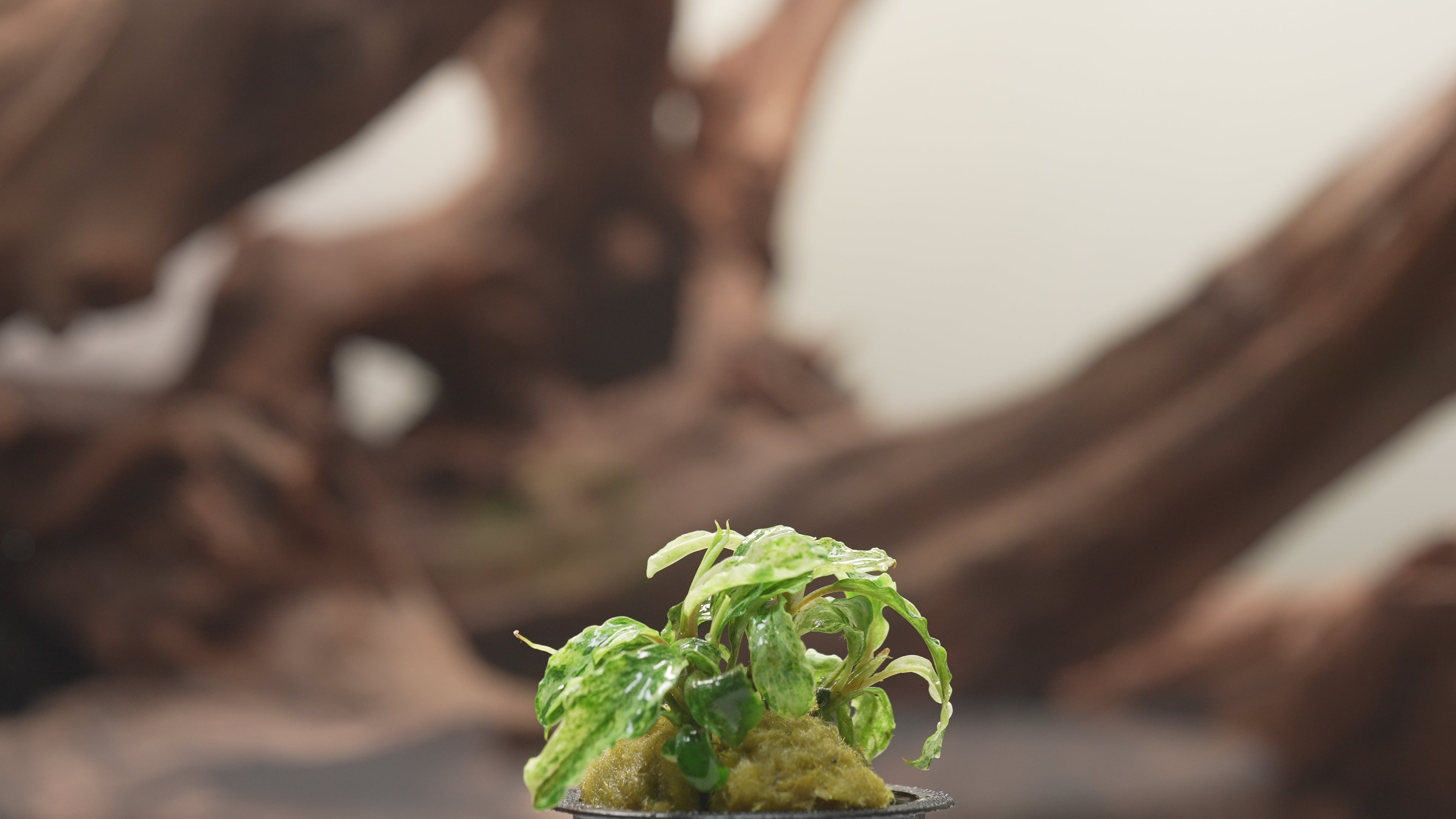 Bucephalandra Buce Green Wavy Variegated Marble Rare