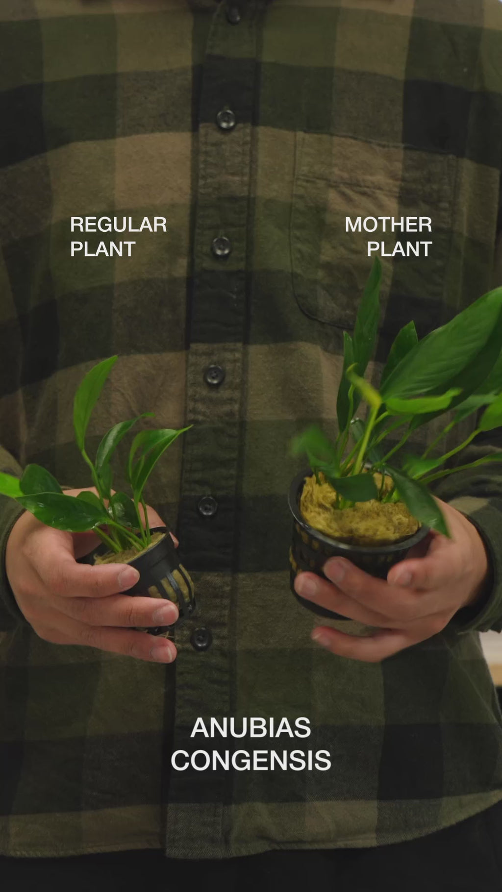 Anubias Congensis - Easy Large Planted Aquarium Tank Mother Aquatic Plant