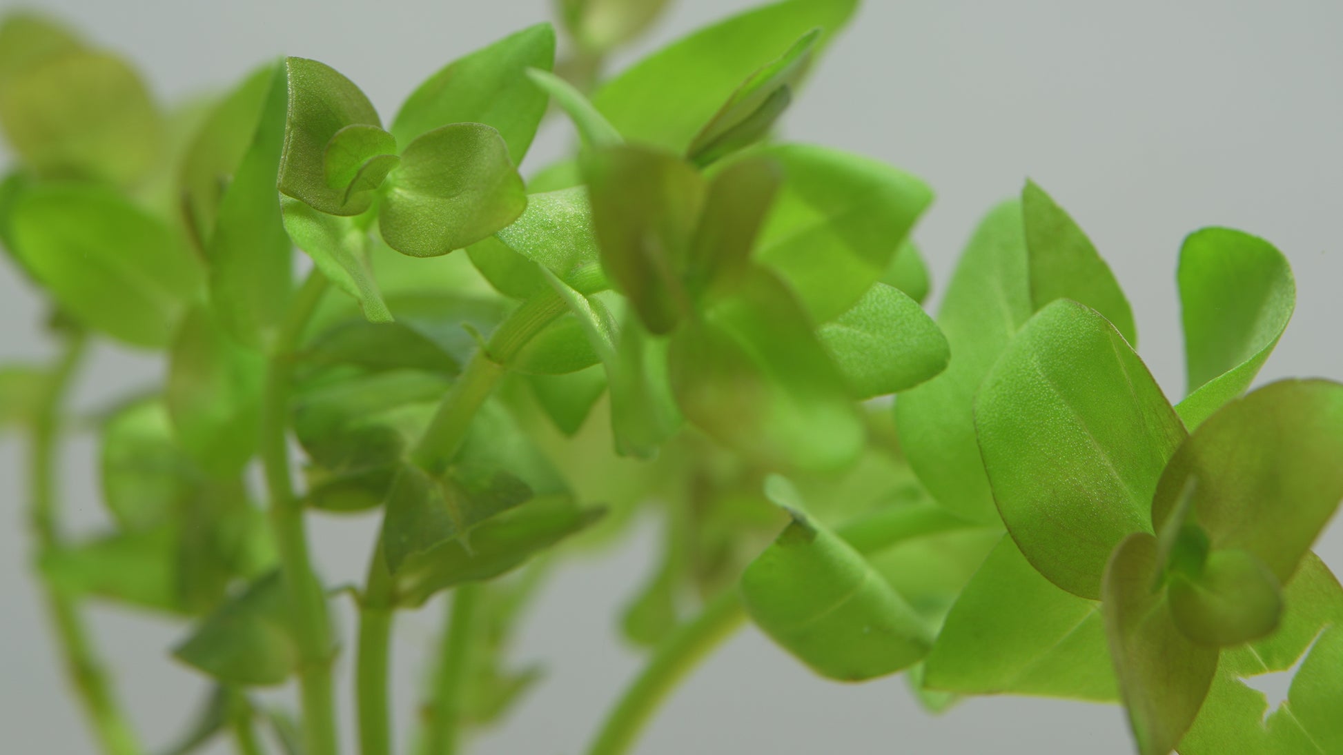 Bacopa Caroliniana