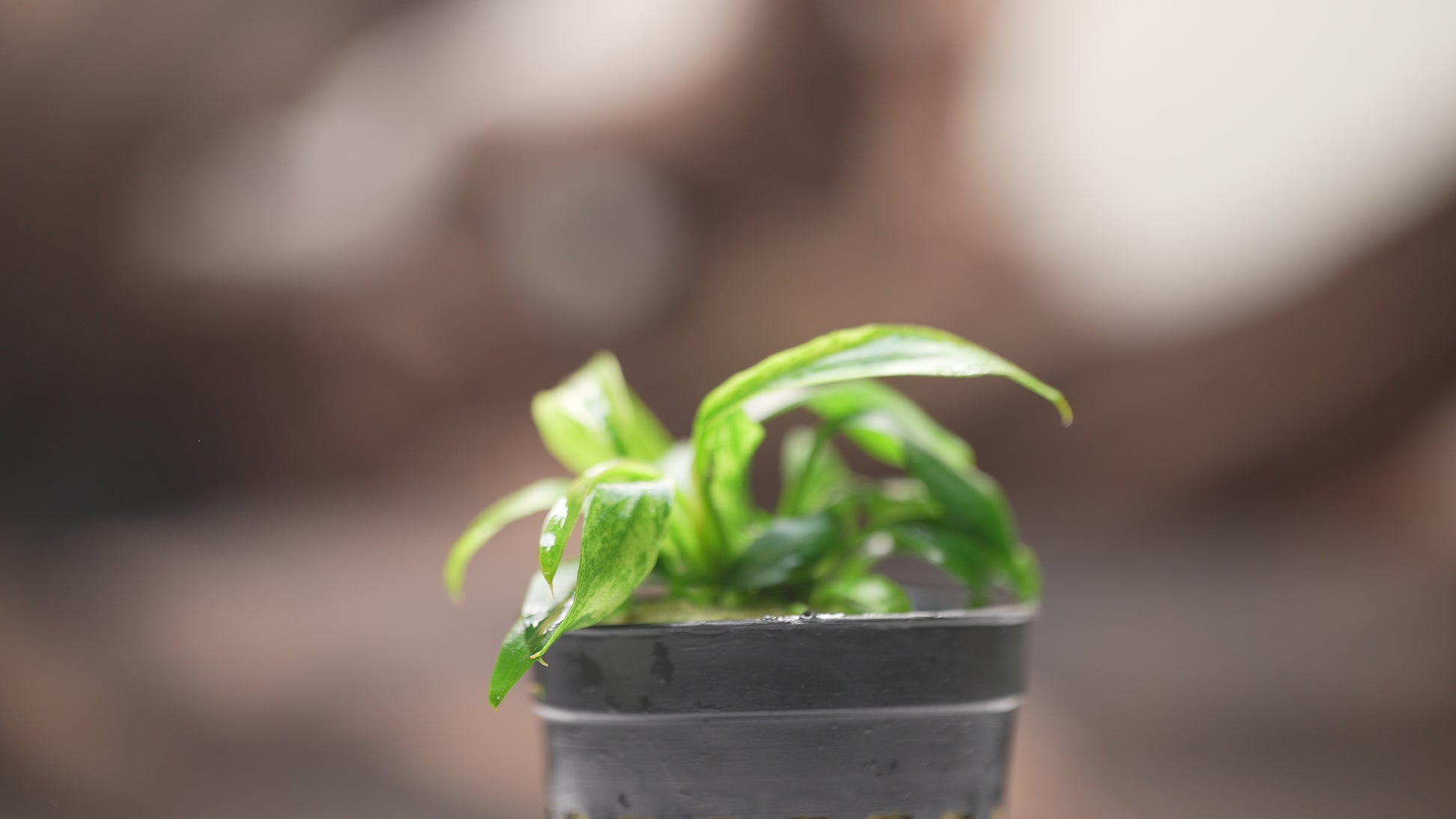 Anubias Minima Variegated Live Easy Aquatic Aquarium Plant