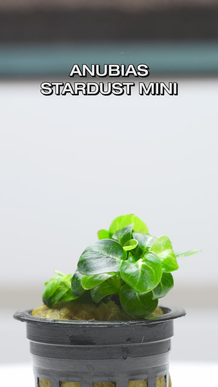 Anubias Stardust Mini - Glass Aqua