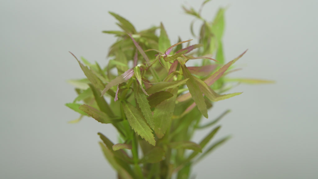 Limnophila Aromatica