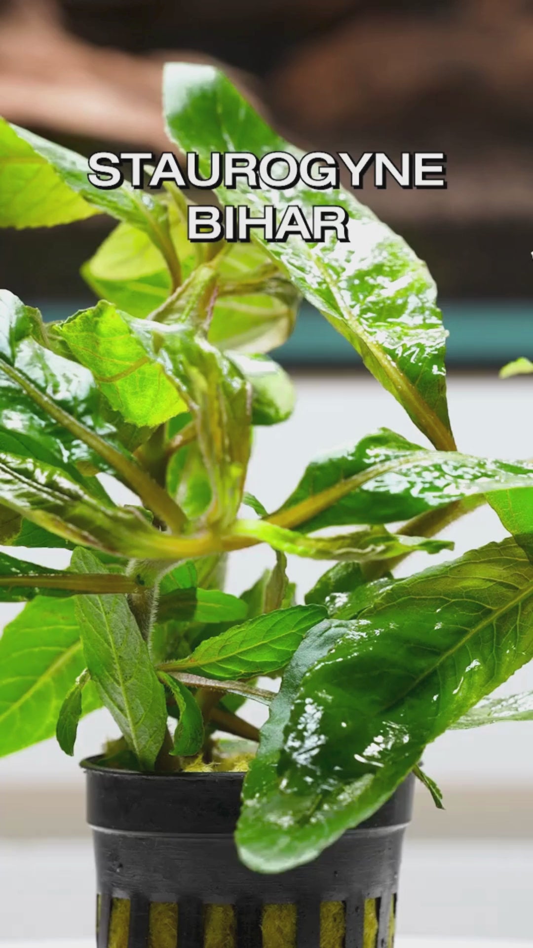 Staurogyne Bihar