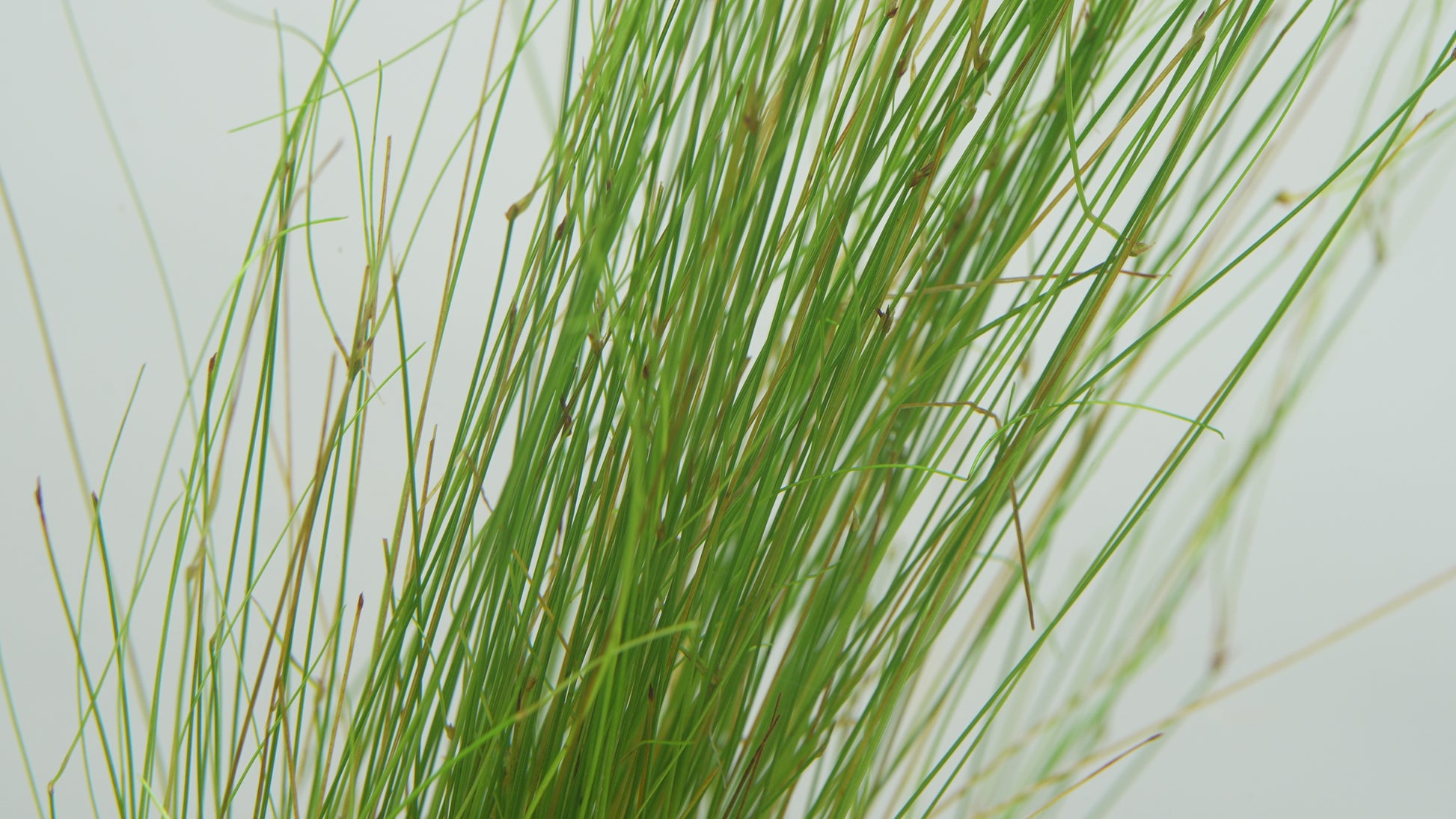 Eleocharis Vivipara