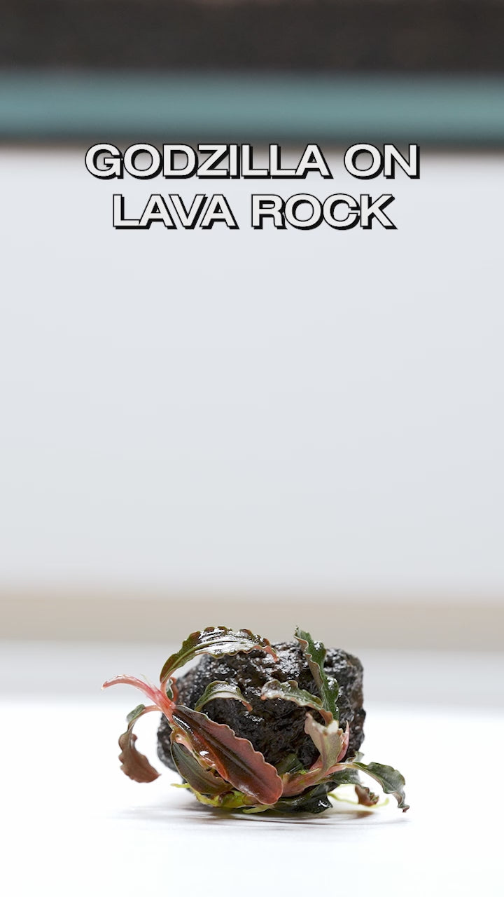 Bucephalandra Godzilla Lava Stone - Glass Aqua