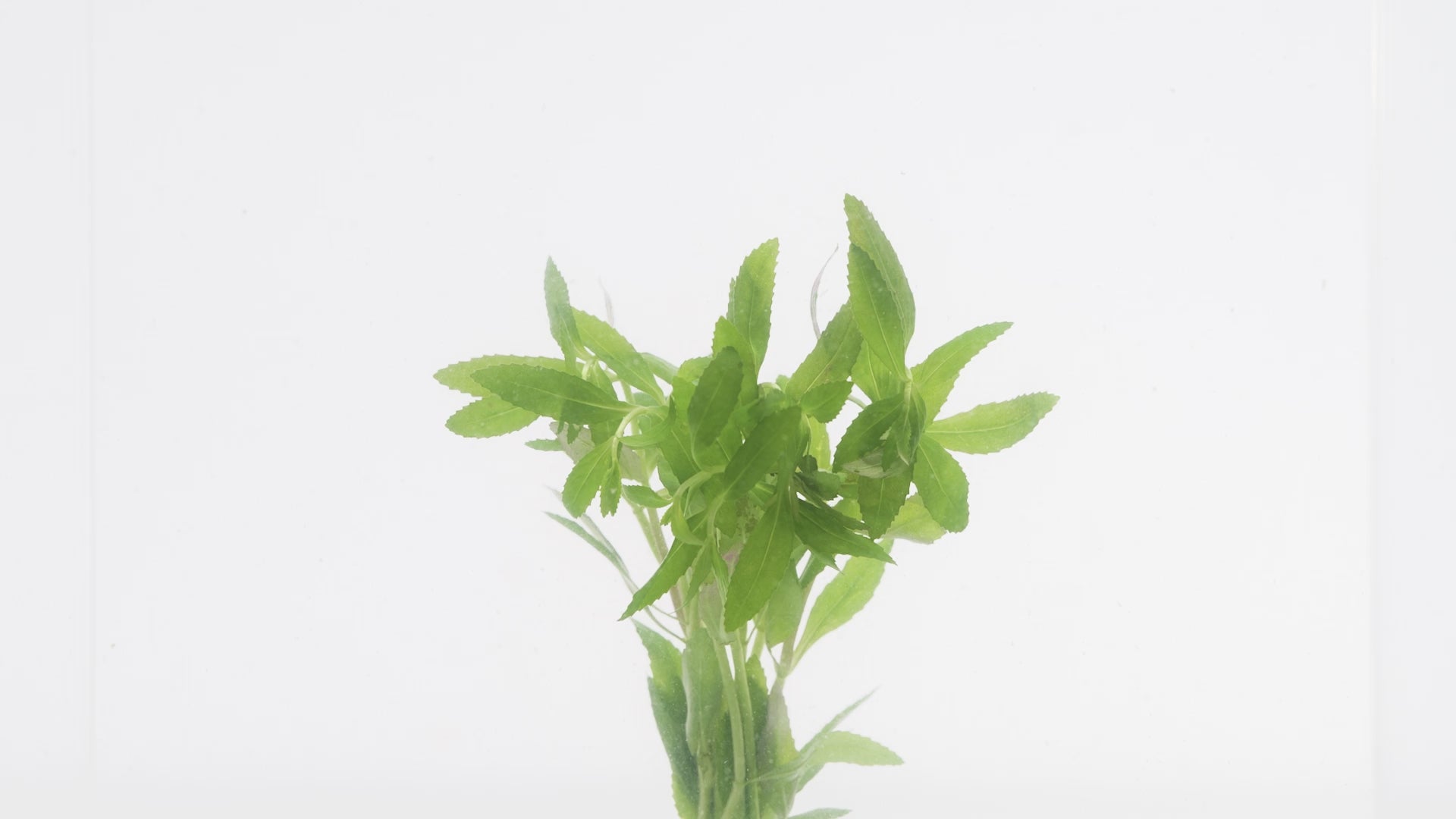 Limnophila Belem Aquatic Aquarium Plant for Planted Aquarium Tanks