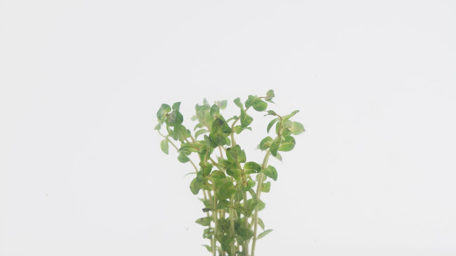 Rotala Macrandra Pearl Live Aquatic Plant for Planted Aquarium