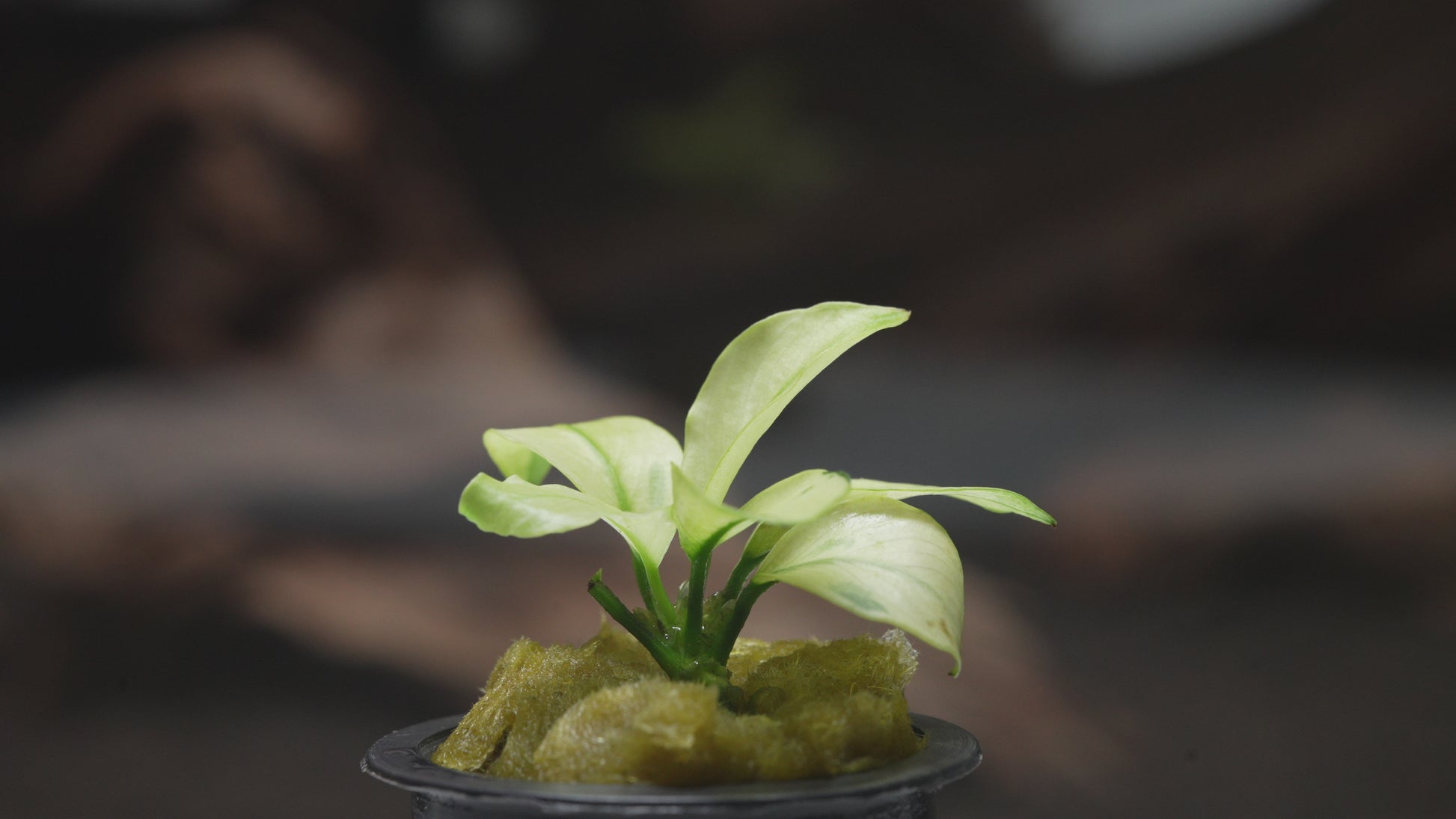 Shop Anubias Broad White Aquatic Plants - Glass Aqua