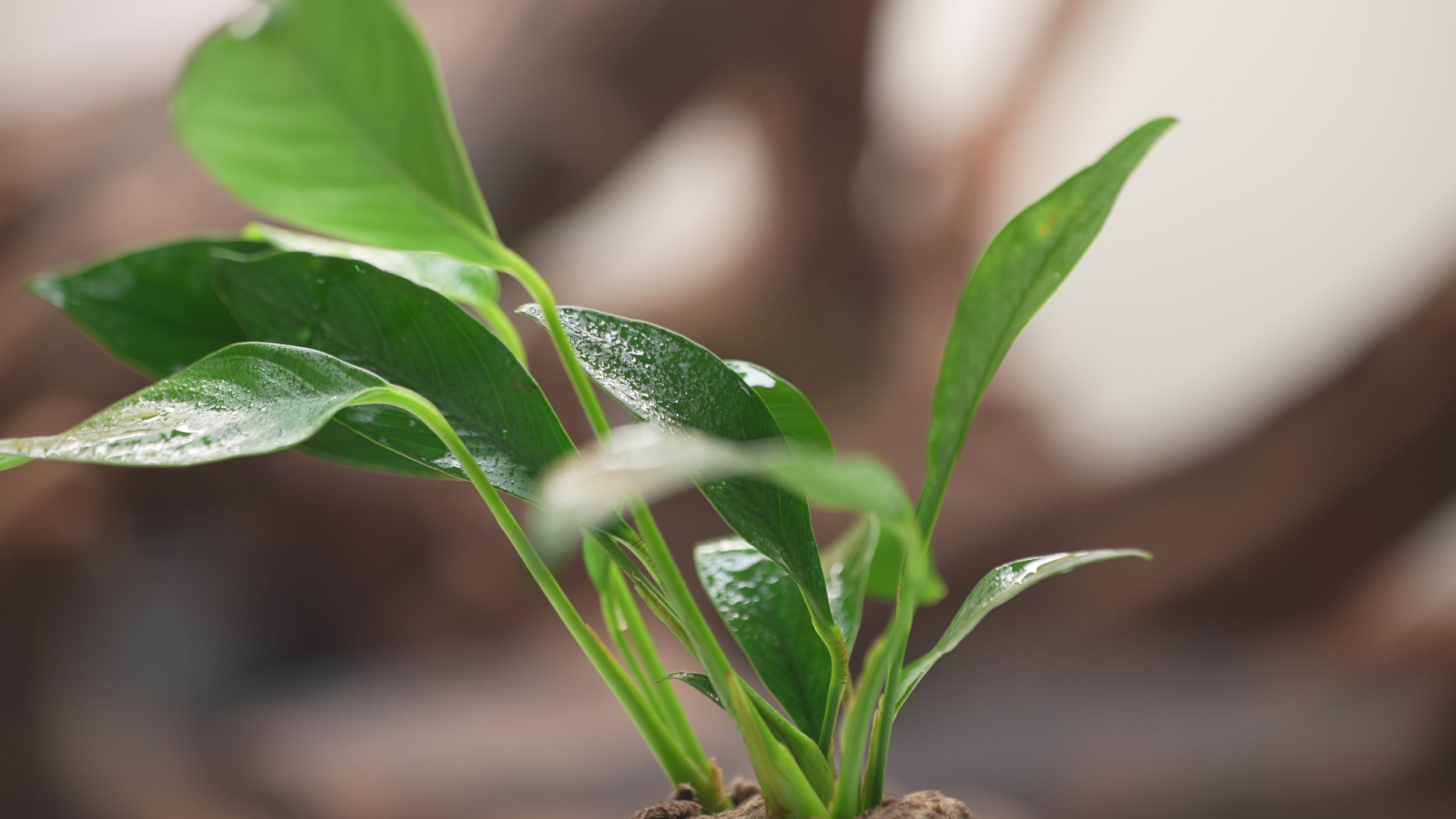 Anubias Minima Dragon Claw | Beginner Aquarium Plants - Glass Aqua