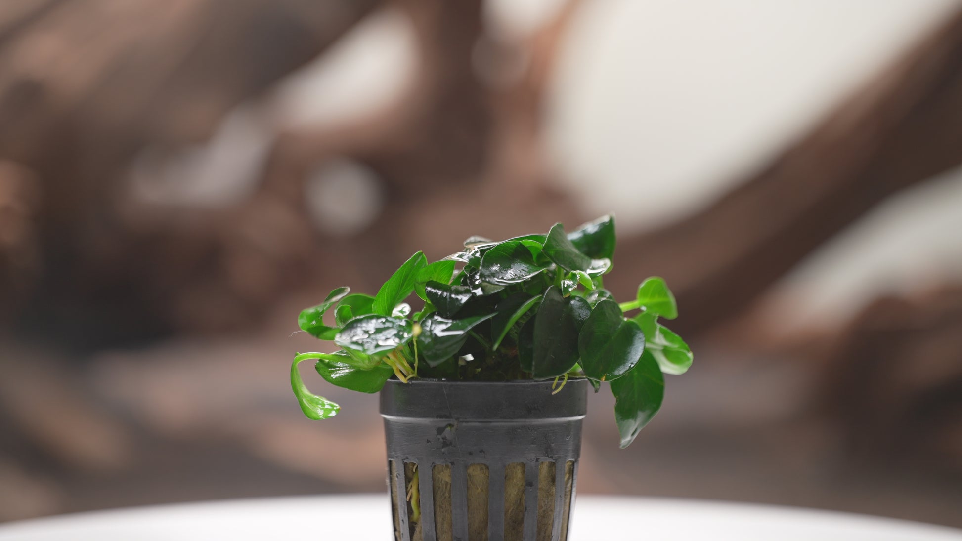 Anubias Barteri Petite Round Easy Beginner Live Aquarium Plant