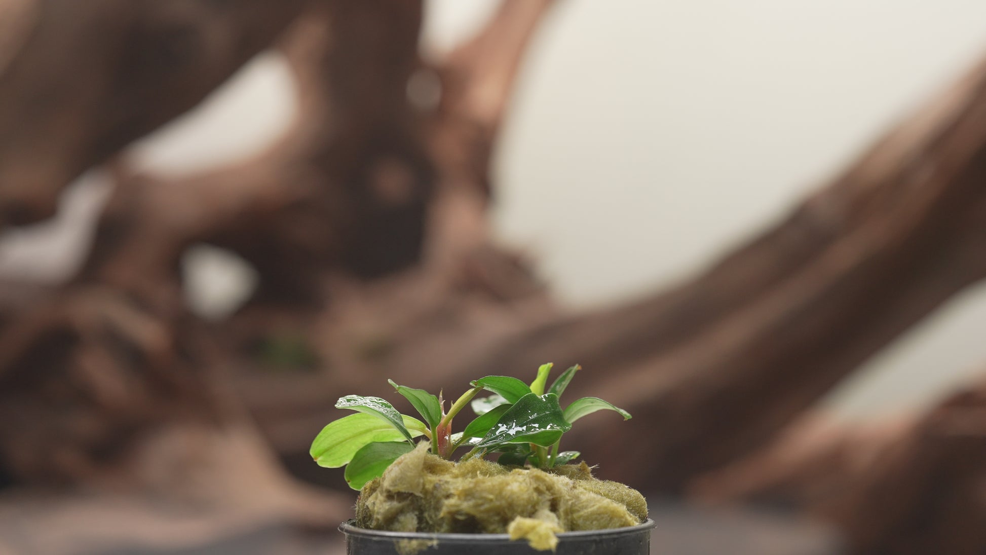 Bucephalandra Apple Leaf