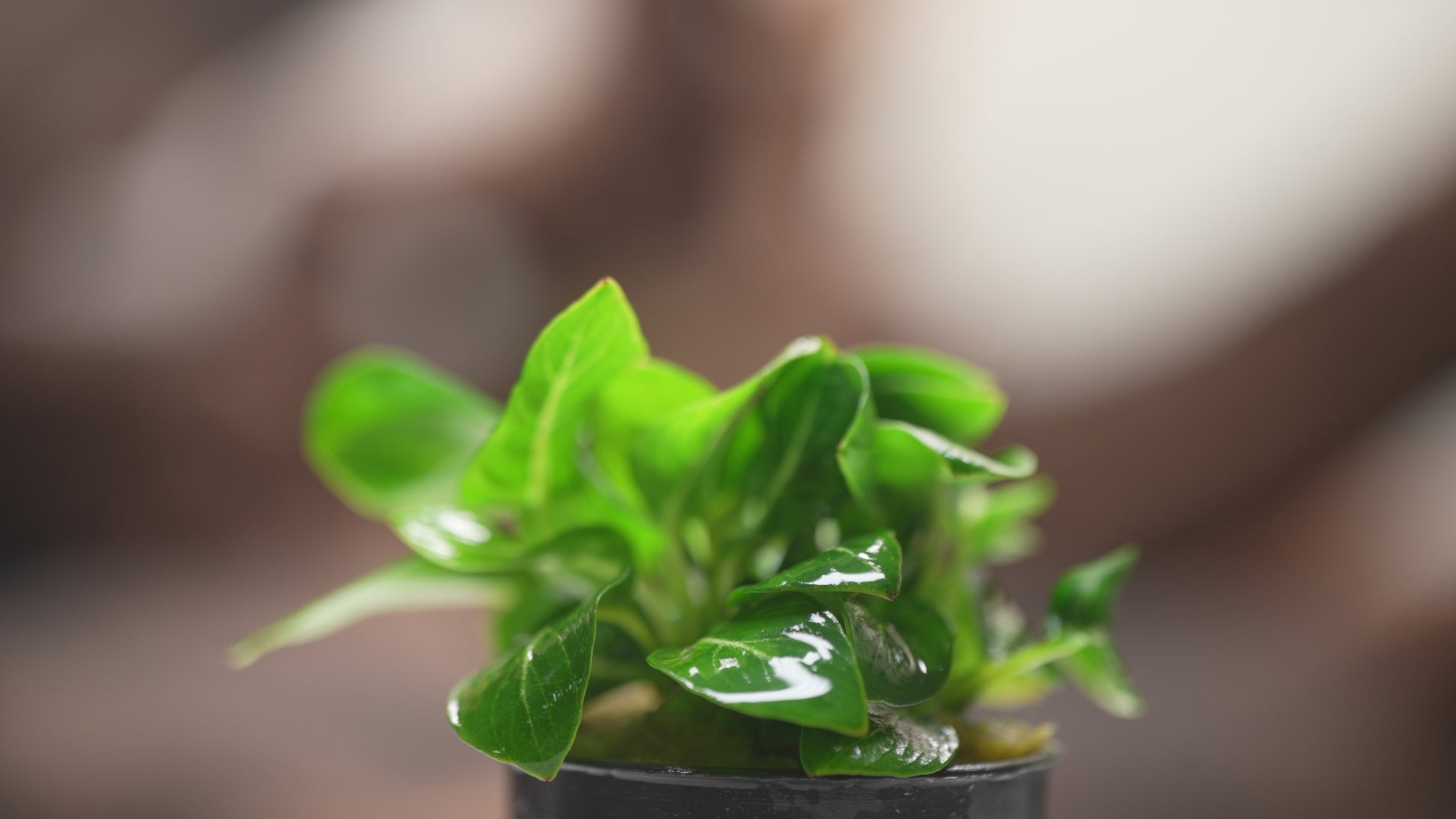 Anubias Giant Stardust - Shop Live Aquarium Plants | Glass Aqua