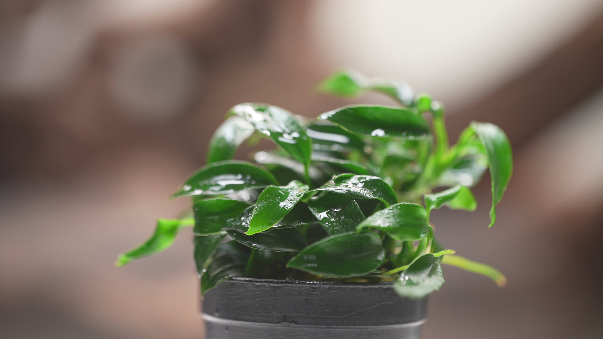 Anubias Jungle Star Rare Anubias | Beginner Aquarium Plants - Glass Aqua