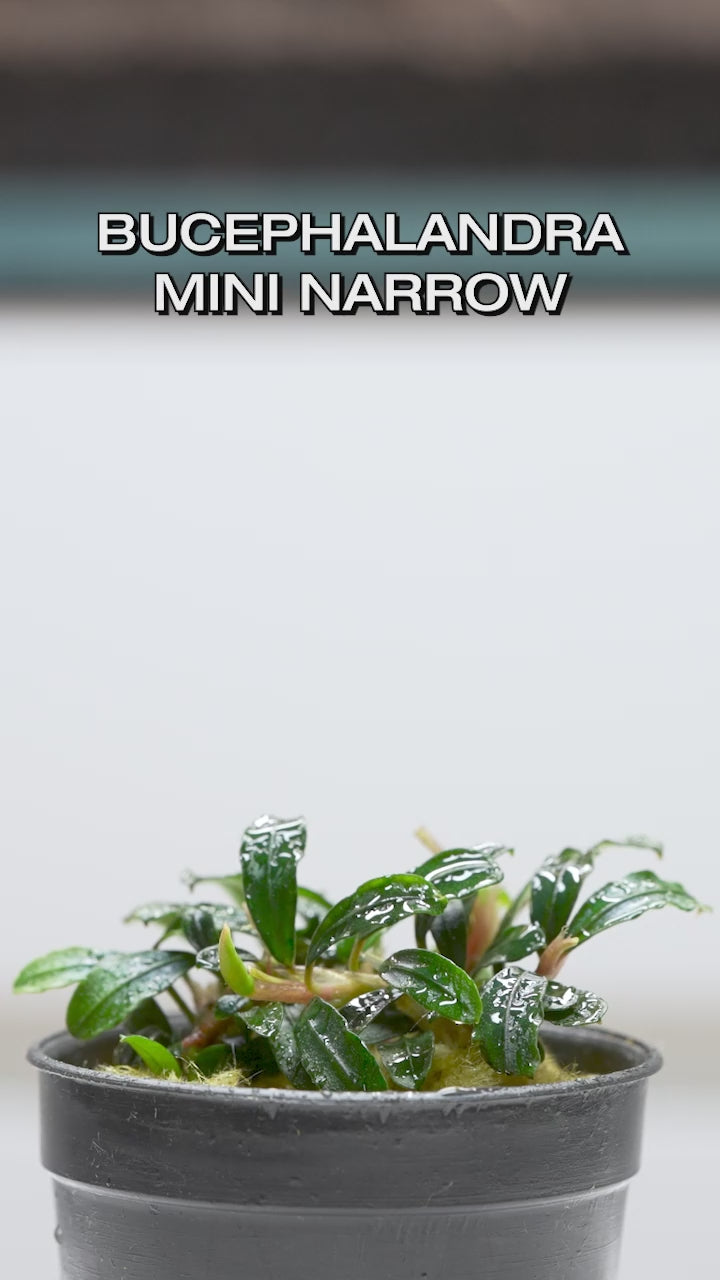 Bucephalandra Boyan Mini Narrow Rare Buce | Shop Glass Aqua