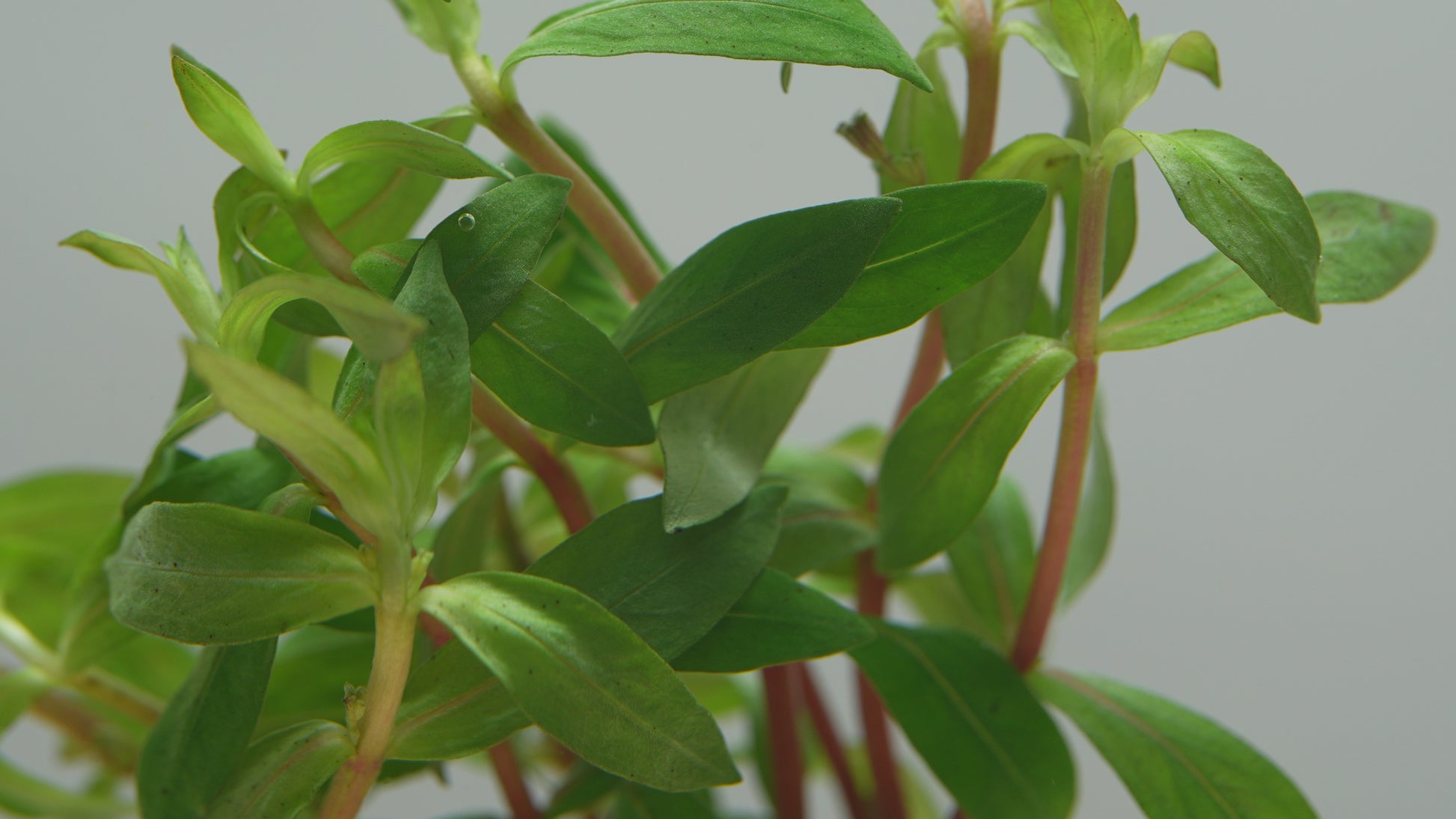 Nesaea Crassicaulis