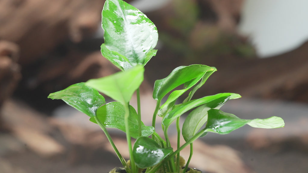 Anubias Barteri Nana Live Easy Beginner Aquatic Aquarium Plant