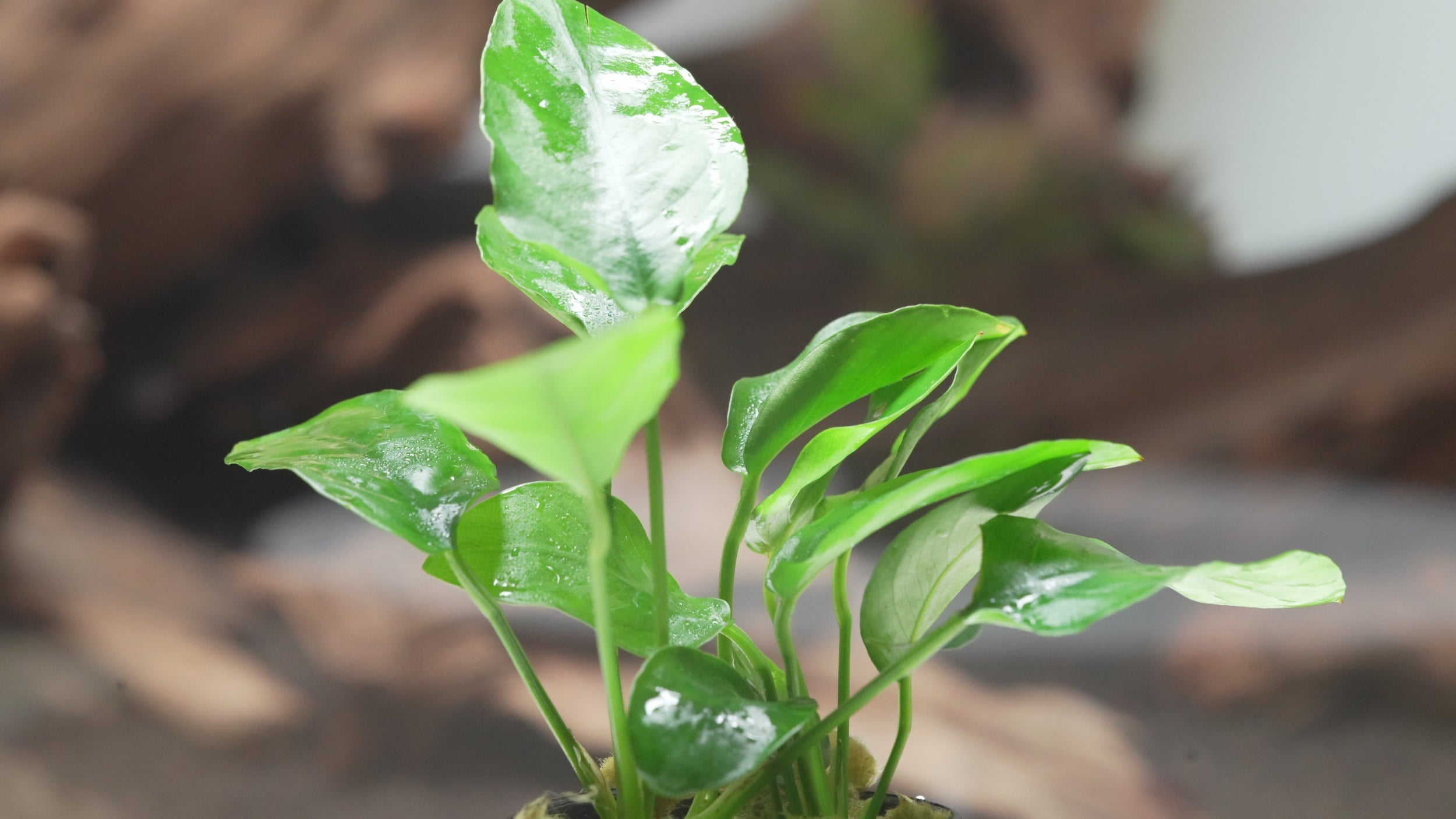 Anubias Barteri Nana Live Easy Beginner Aquatic Aquarium Plant
