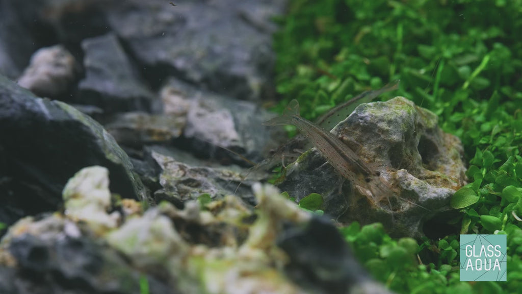 Amano Shrimp | Shop Freshwater Shrimp, Algae Cleaners - Glass Aqua