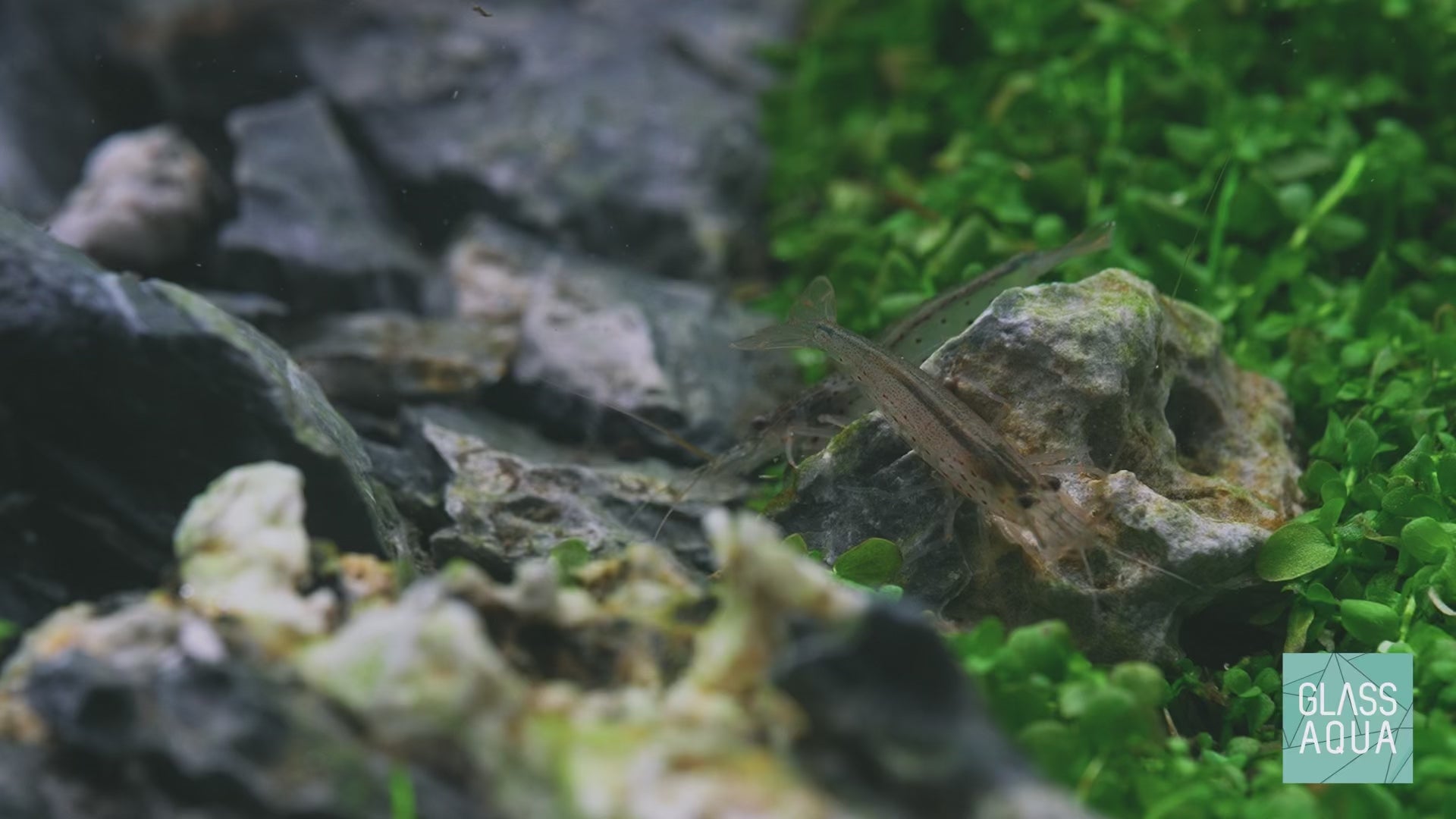 Amano Shrimp | Shop Freshwater Shrimp, Algae Cleaners - Glass Aqua