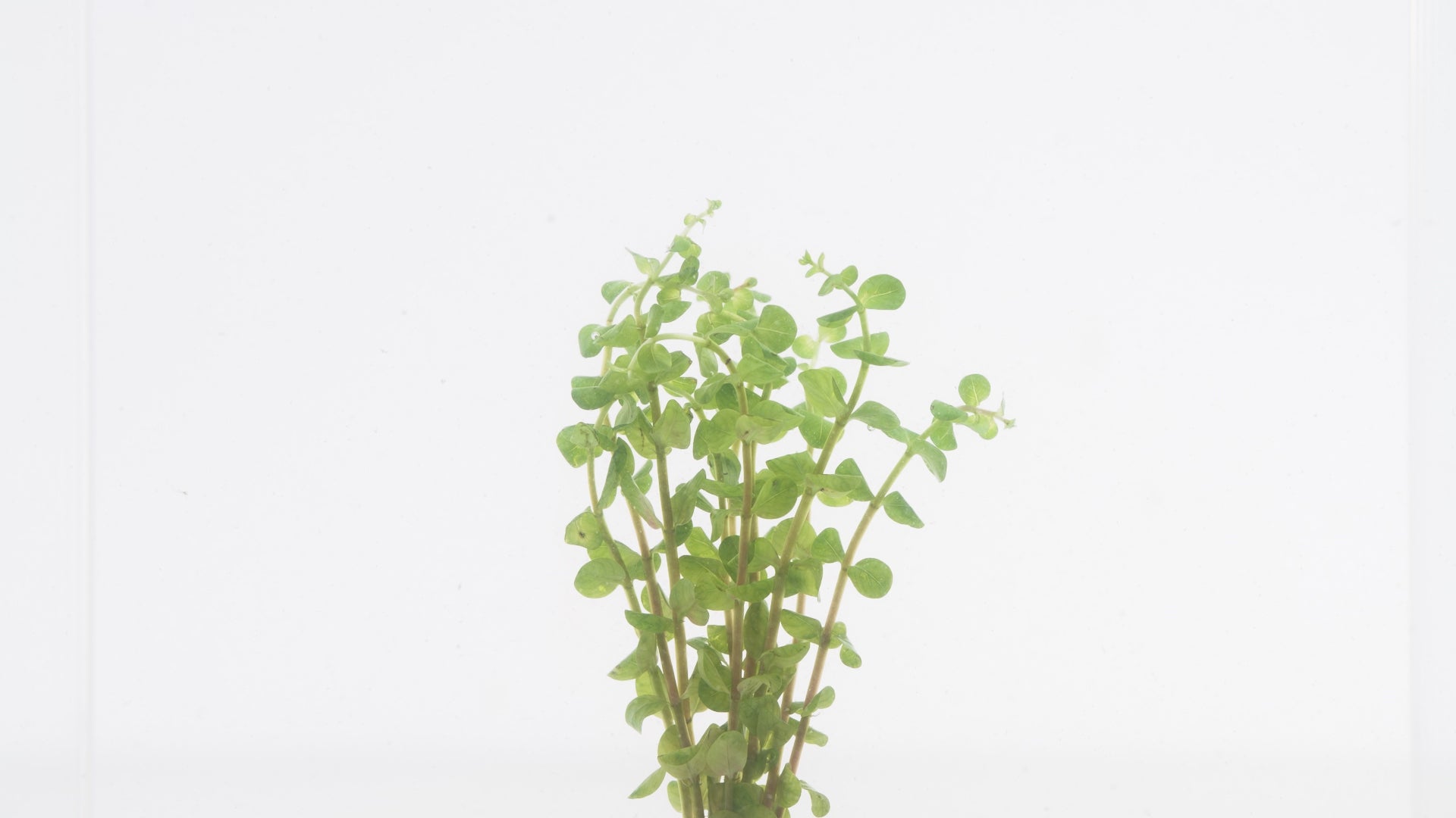 Rotala Colorata Rare Aquarium Stem Plant for Planted Tank