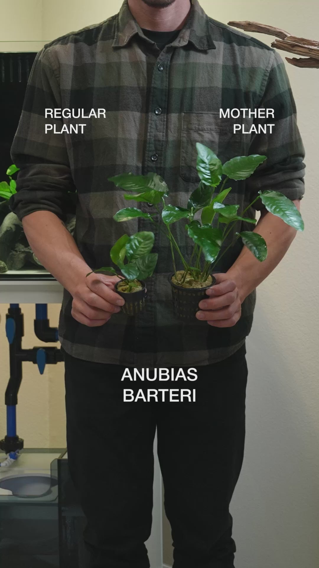 Anubias Barteri - Easy Large Planted Aquarium Tank Mother Aquatic Plant