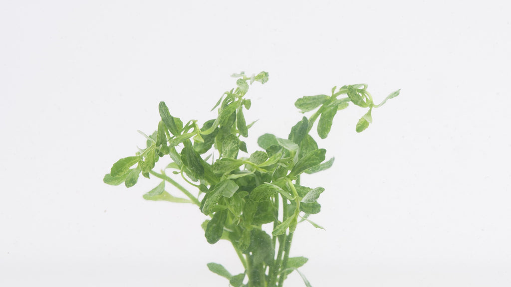 Shop Bacopa Monnieri Variegatus Aquatic Plants - Glass Aqua