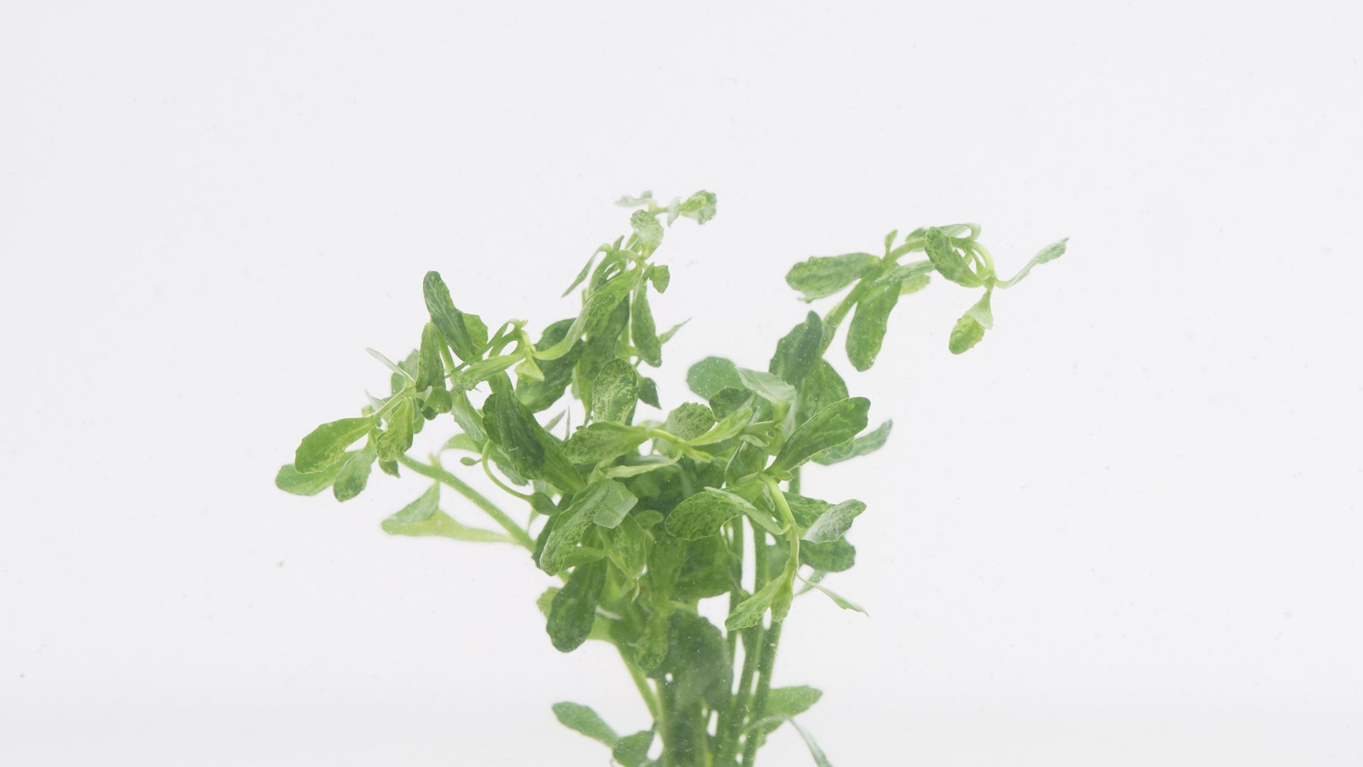 Shop Bacopa Monnieri Variegatus Aquatic Plants - Glass Aqua