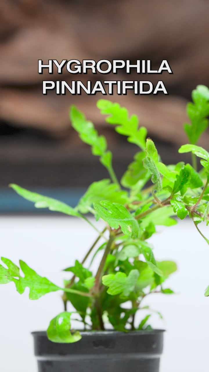 Shop Hygrophila Pinnatifida Aquatic Plants - Glass Aqua