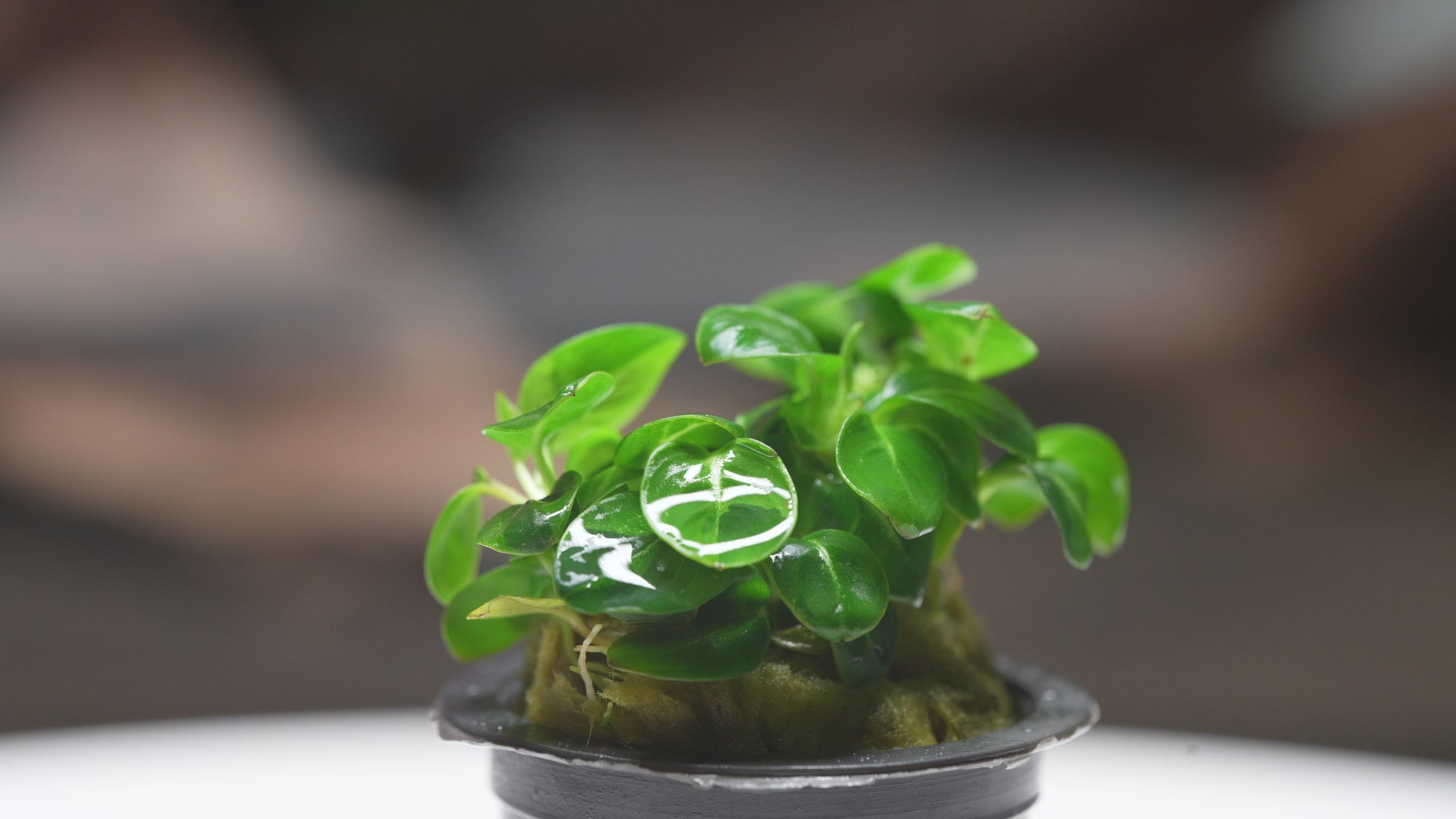 Shop Anubias Stardust Aquatic Plants - Glass Aqua
