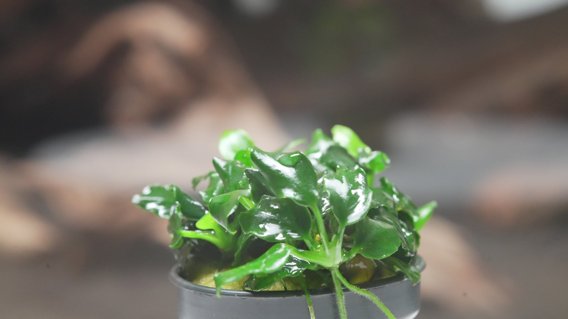 Anubias Barteri Dark Angel Easy Live Aquarium Plant for Planted Tank