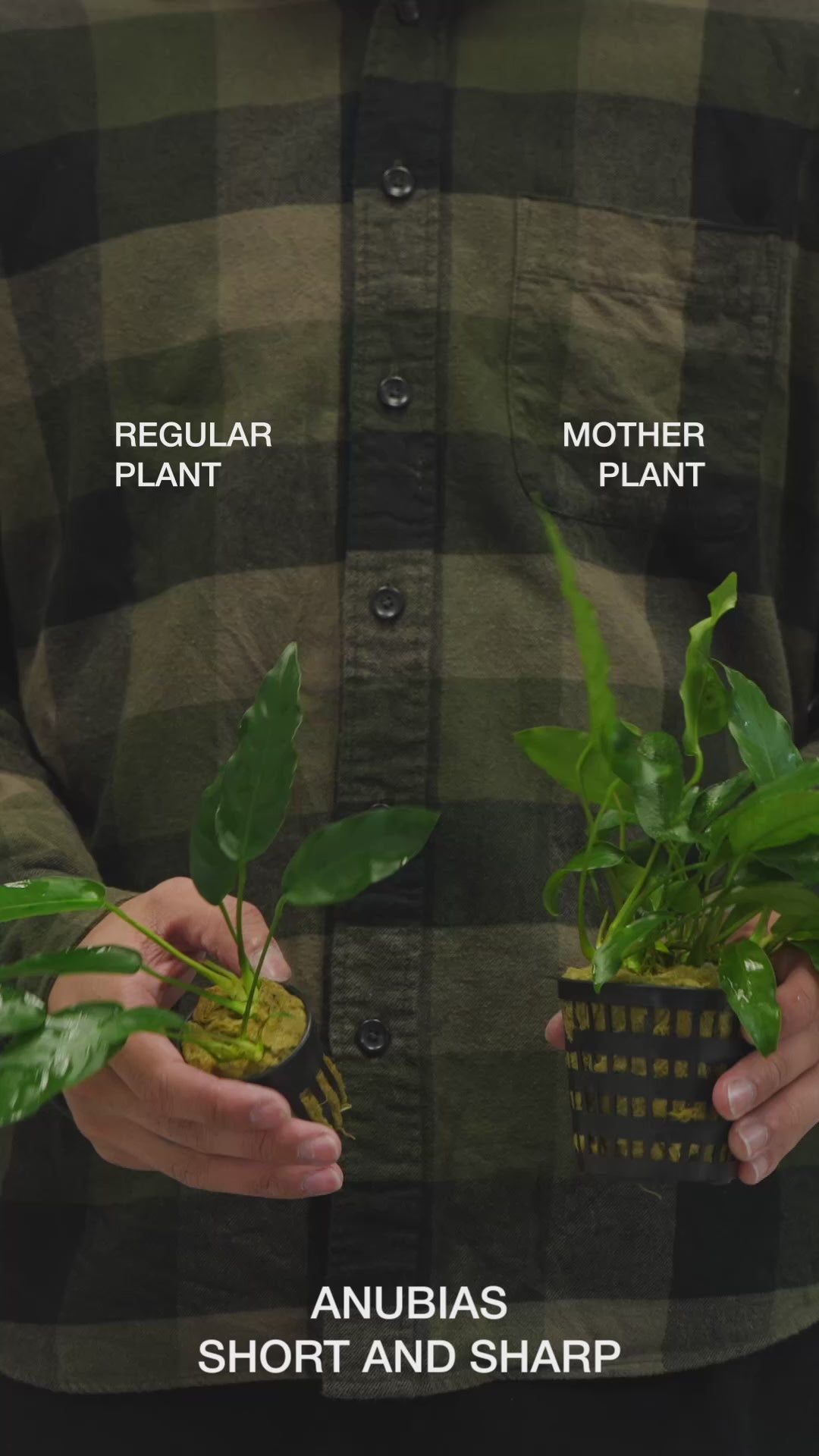 Anubias Short and Sharp - Easy Large Planted Aquarium Tank Mother Aquatic Plant