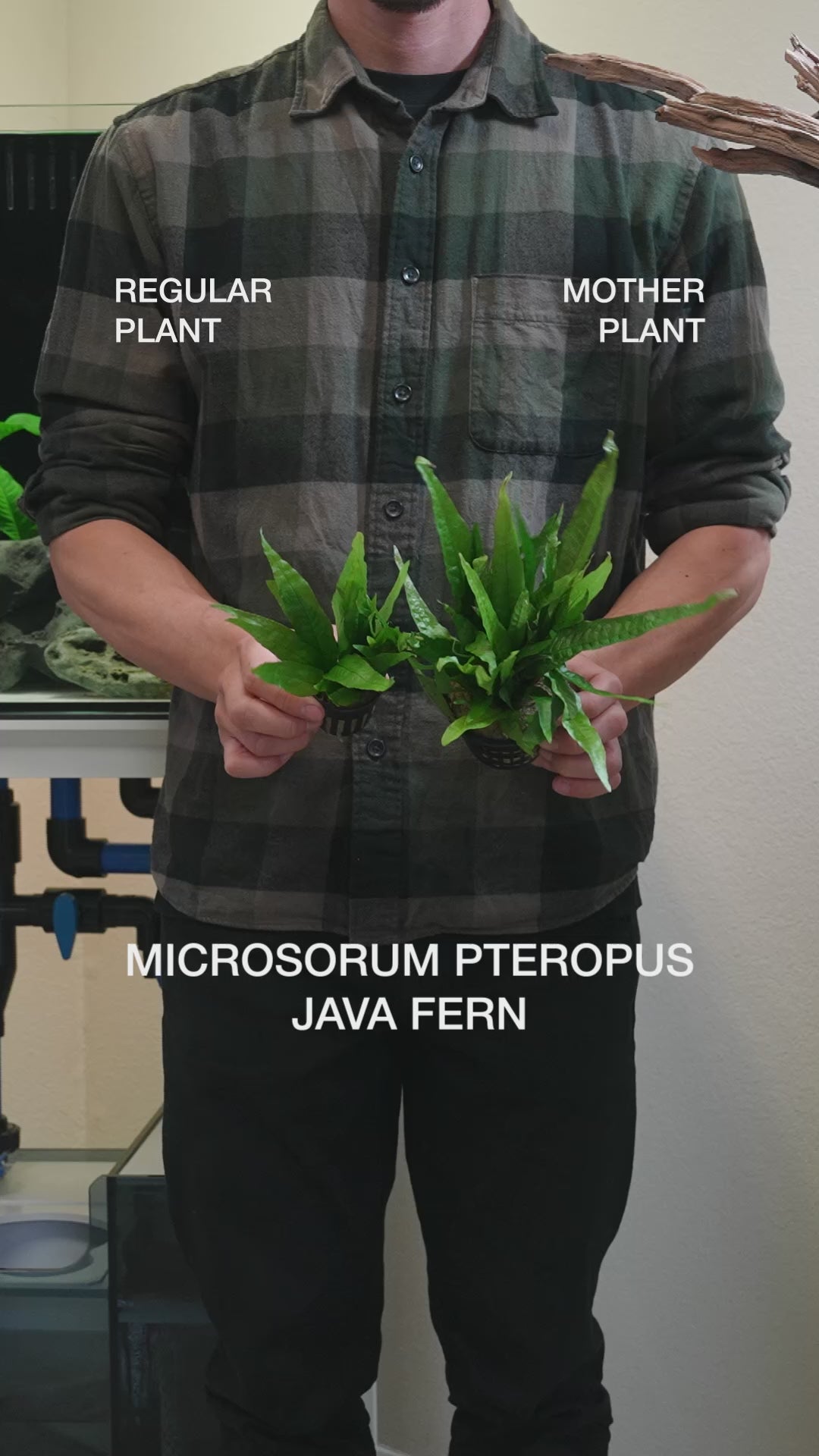 Microsorum Pteropus Java Fern - Mother Plant