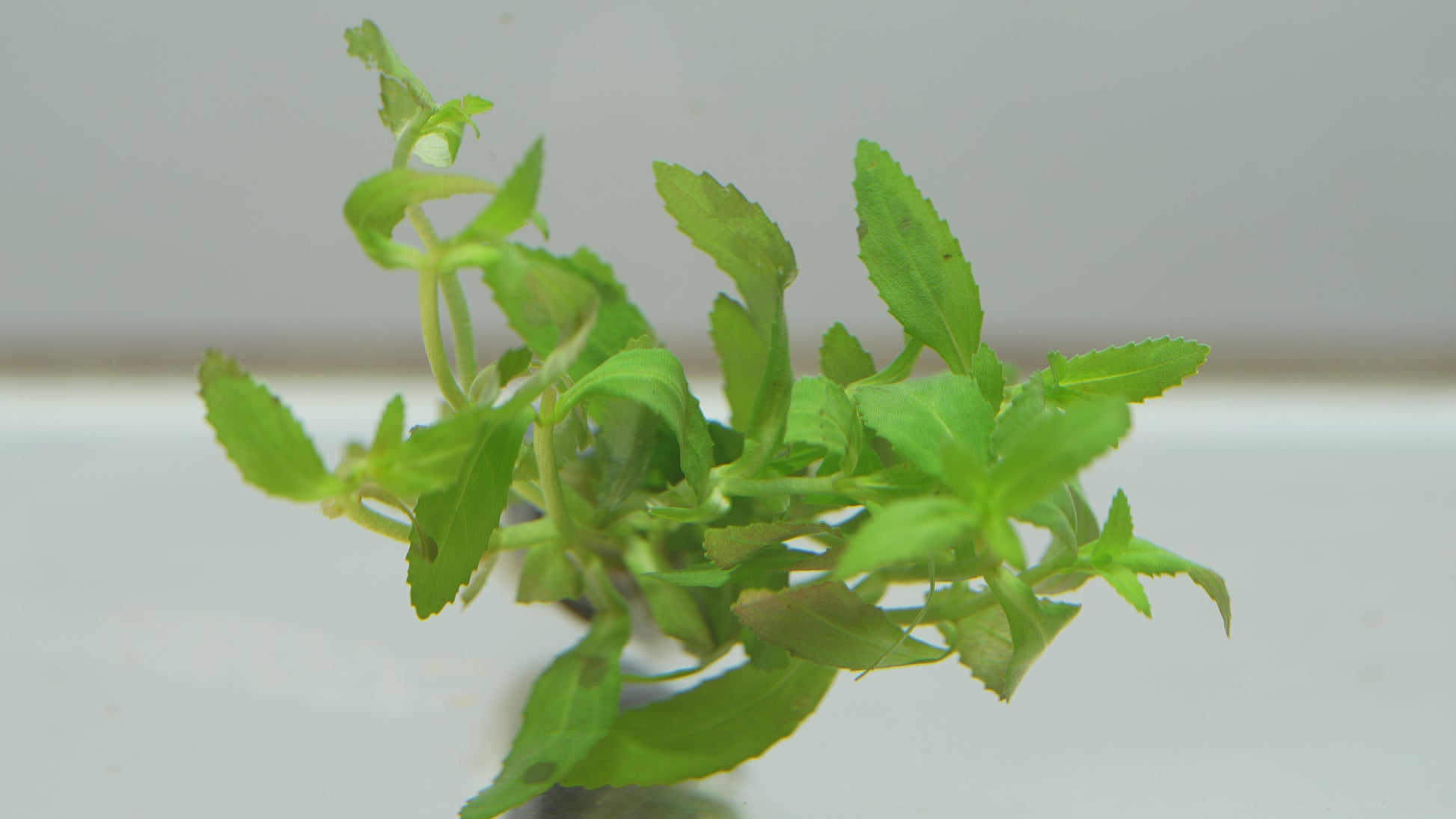 Limnophila Belem