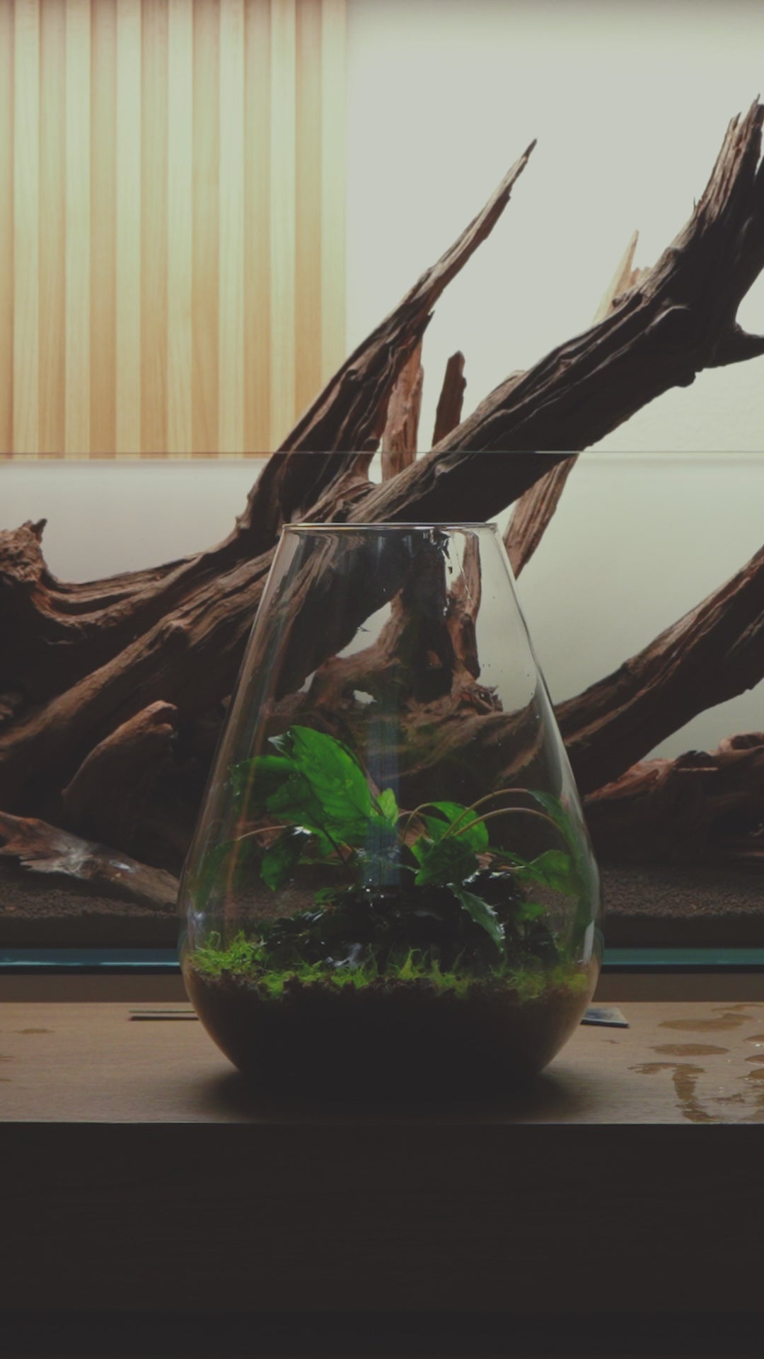 Bio Bowl Terrarium - DIY Terrarium Kit, Planters | Shop Glass Aqua