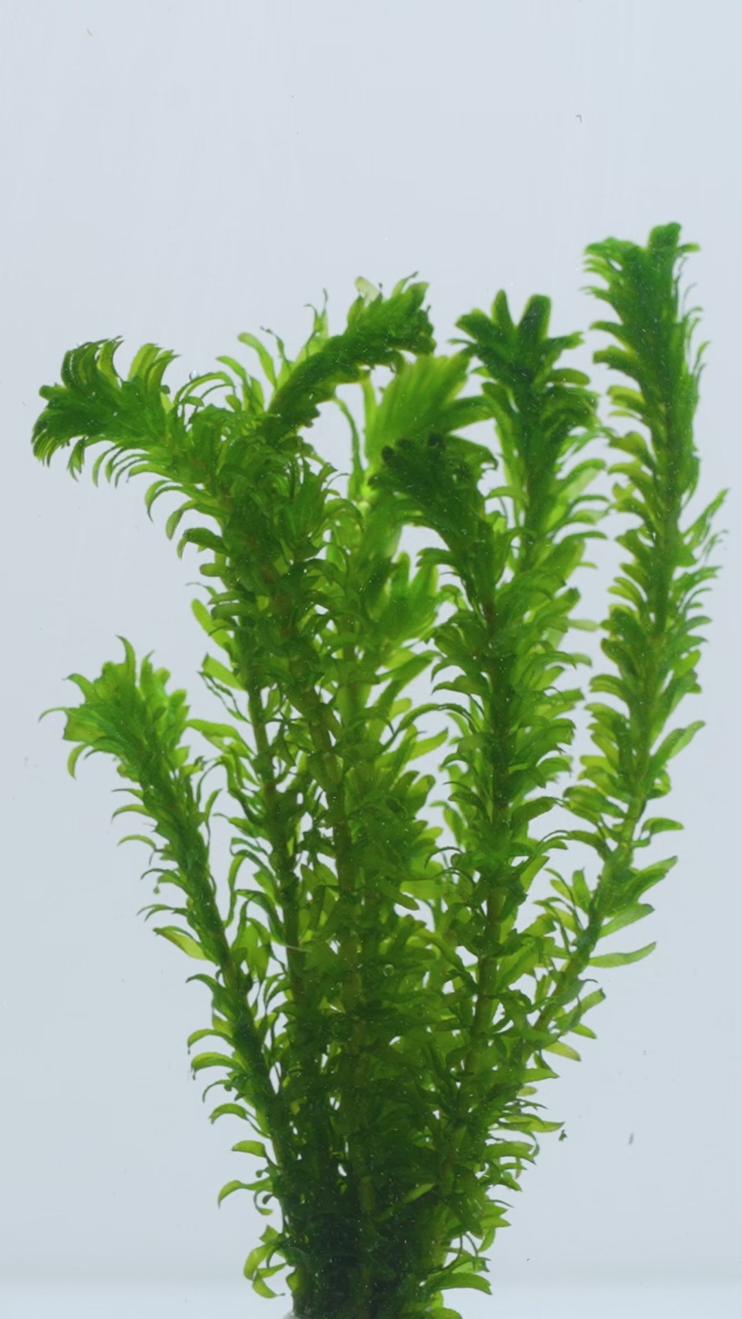 Egeria Densa Anacharis - Easy Aquarium Plant | Glass Aqua