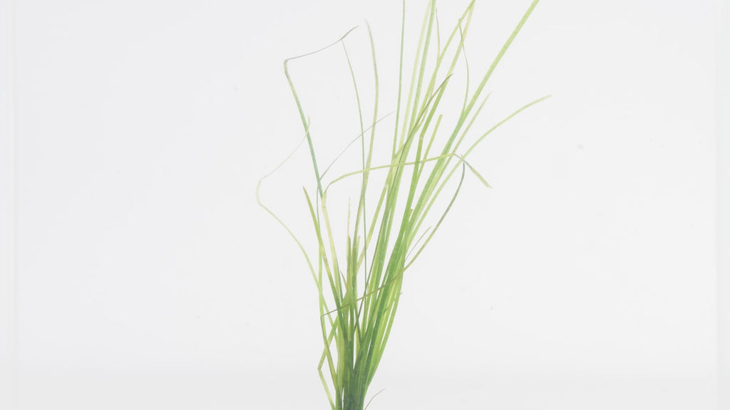 Vallisneria Nana - Glass Aqua