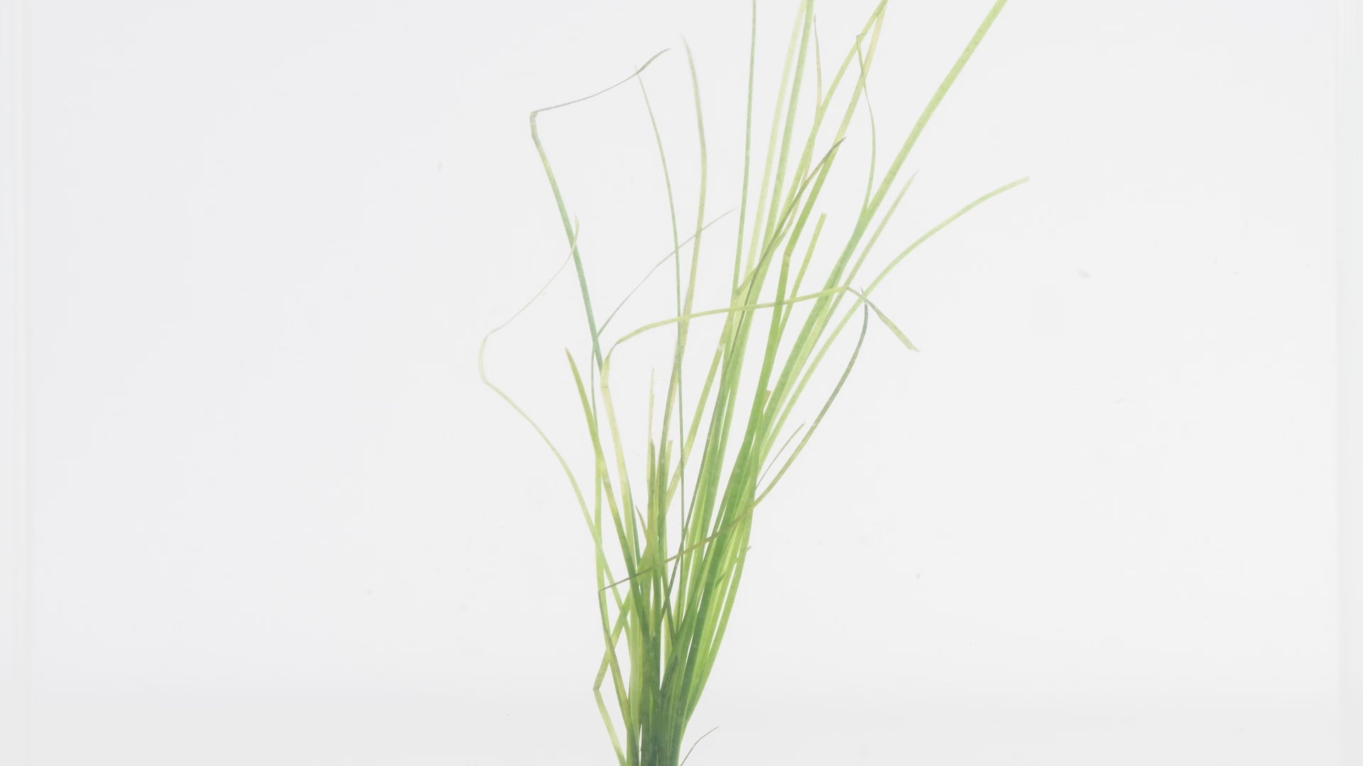 Vallisneria Nana - Glass Aqua