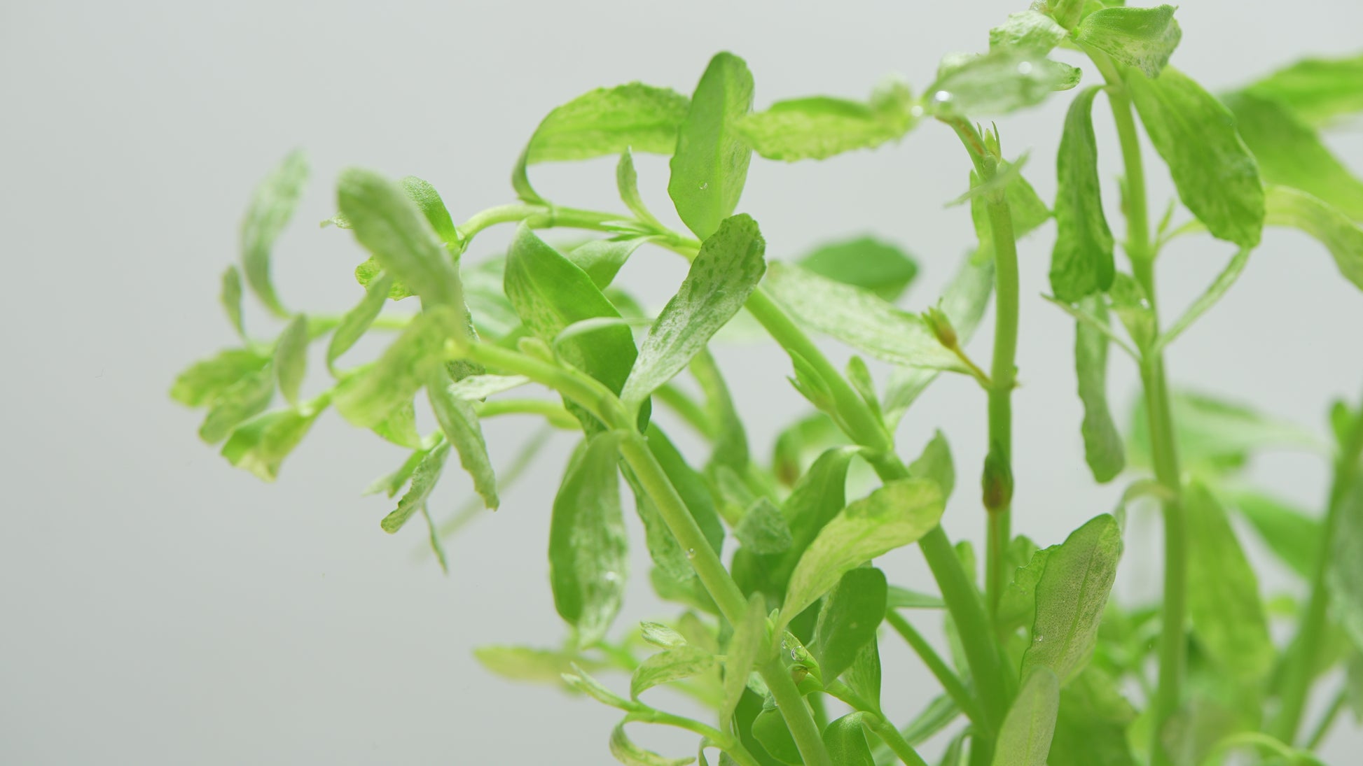 Bacopa Monnieri Variegatus