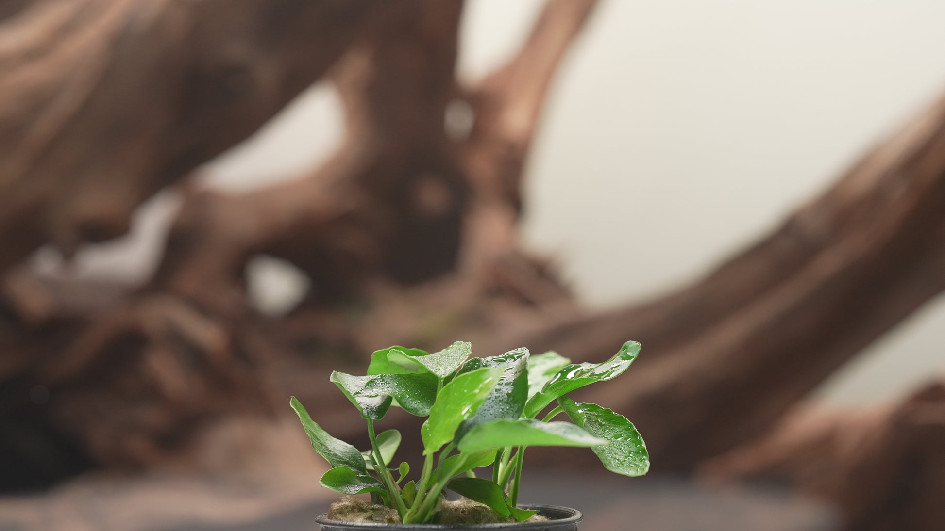 Anubias Nana Long Wavy