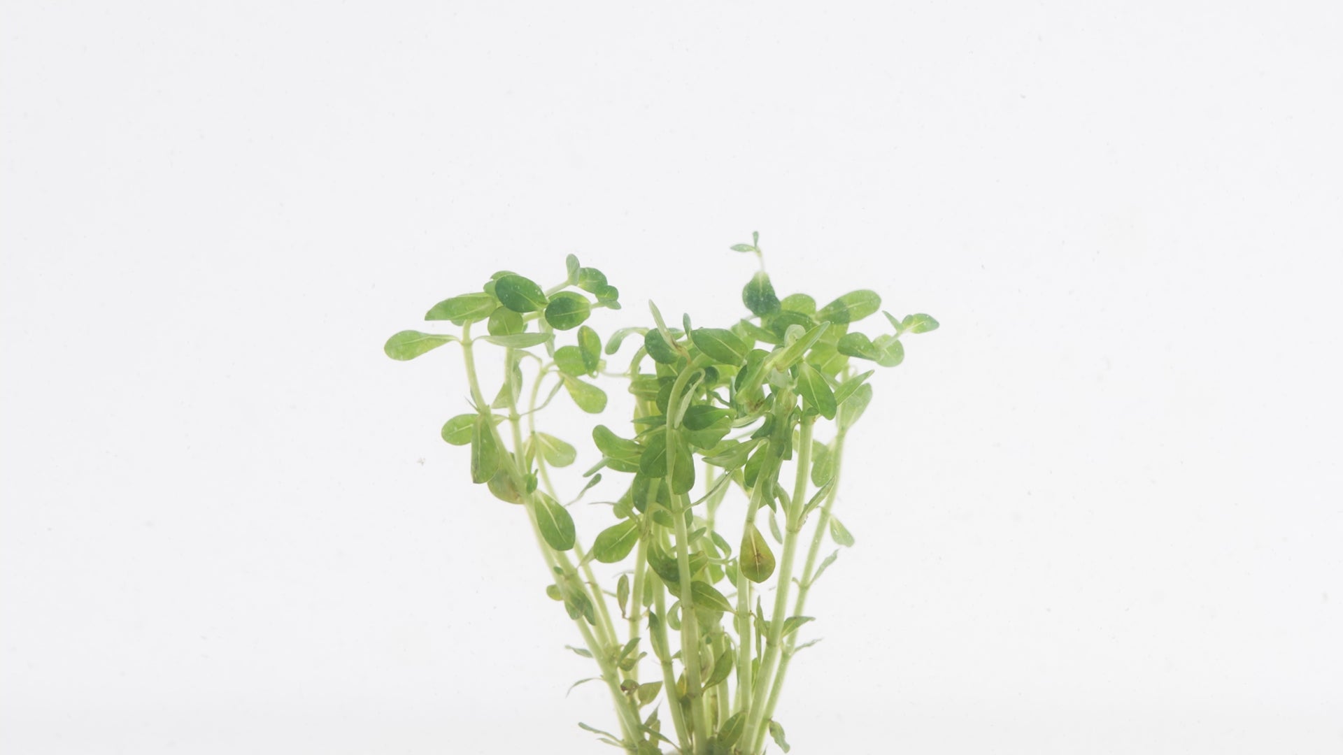 Shop Rotala Bonsai Aquatic Plants - Glass Aqua