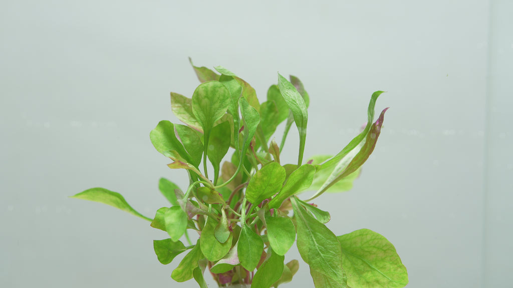 Alternanthera Bettzickiana