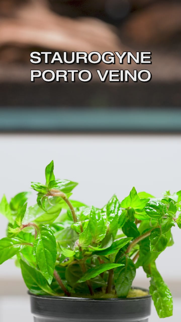 Staurogyne Porto Velho